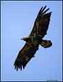 _1SB9128 immature bald eagle